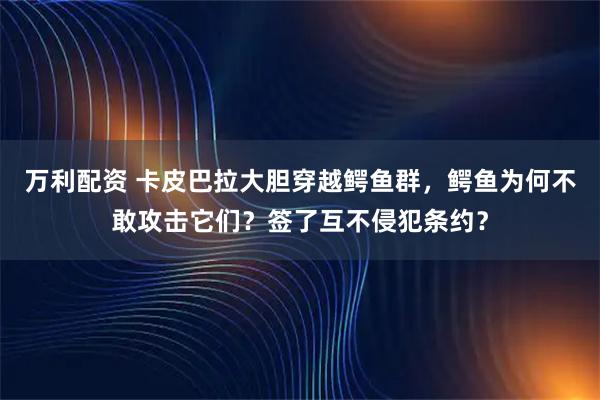 万利配资 卡皮巴拉大胆穿越鳄鱼群，鳄鱼为何不敢攻击它们？签了互不侵犯条约？